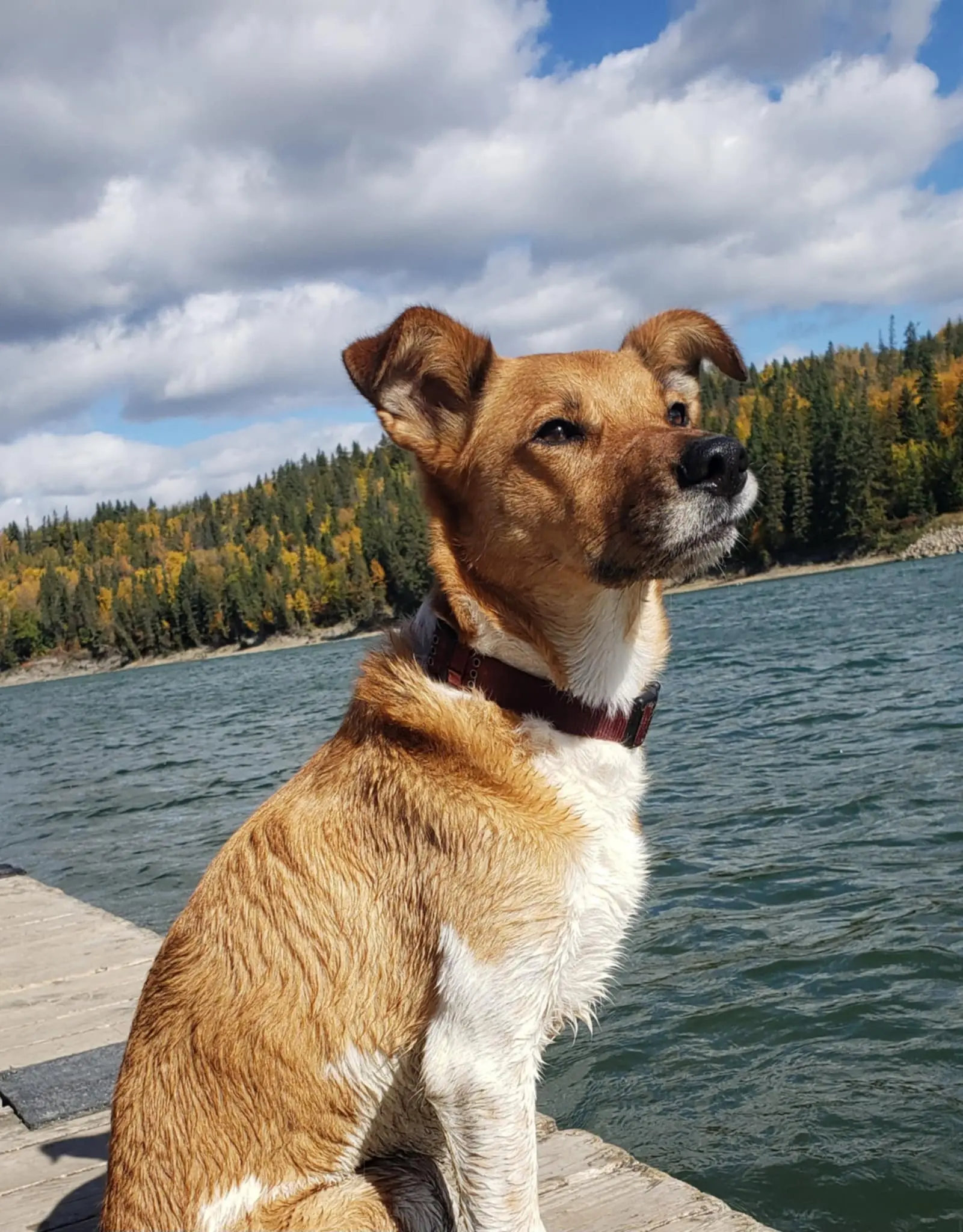 Medium-sized dog, looking out onto the lake.