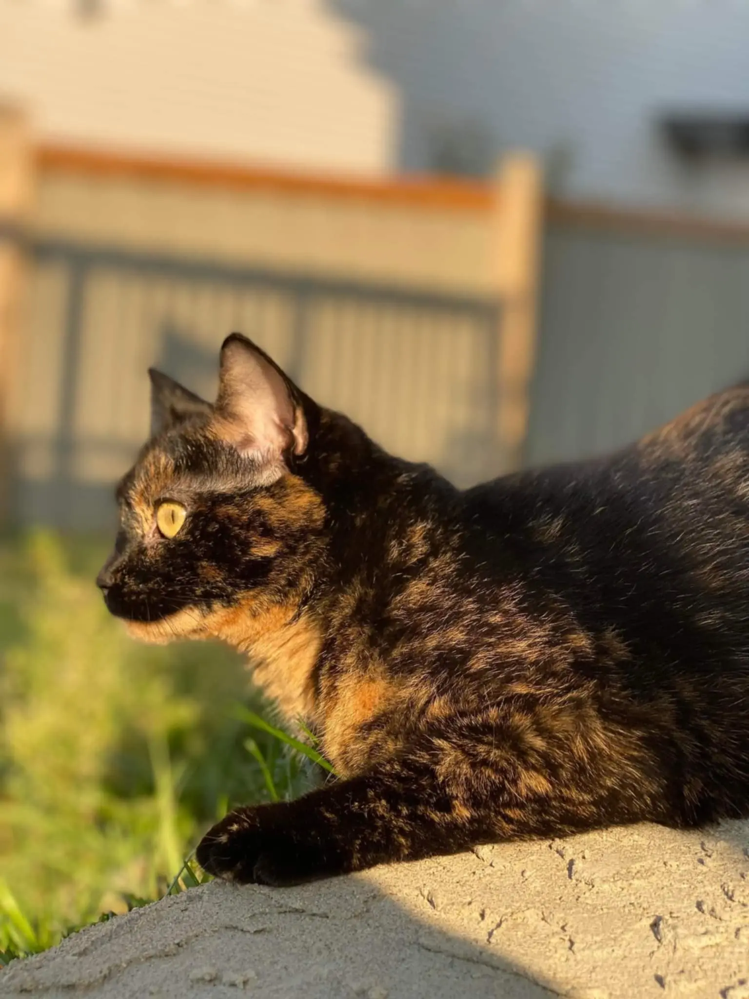 Calico cat relaxing in the sun.