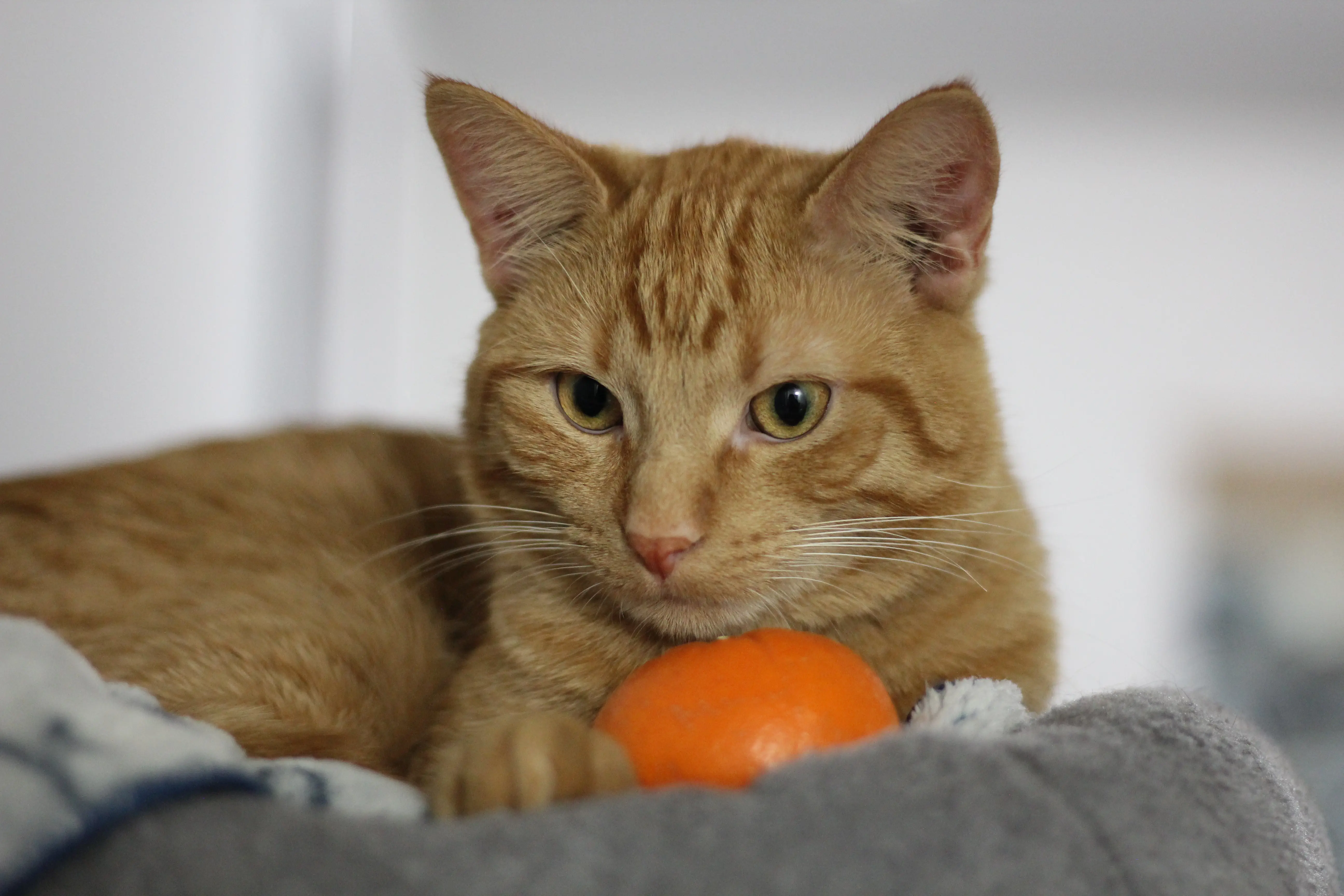 Orange cat observing from his cat tree.